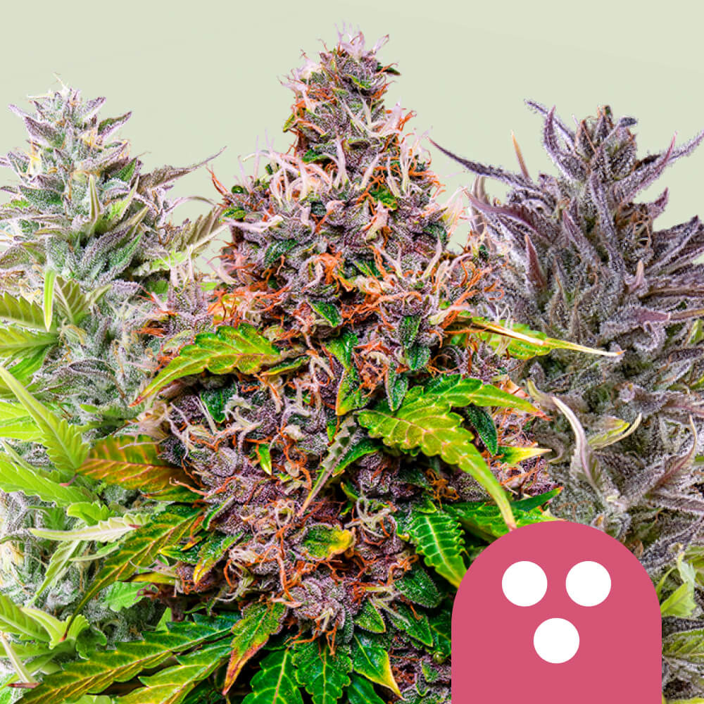 Feminized Mix - Royal Queen Seeds USA