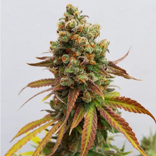 Special Queen 1 ???? Cannabis Seeds - Royal Queen Seeds Special Queen 1 ???? Cannabis Seeds - Royal Queen Seeds