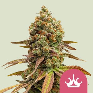 Northern Light Semi di Cannabis - Royal Queen Seeds