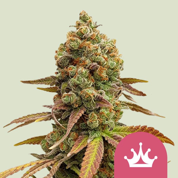 Royal Moby Feminized Cannabis Seeds - RQS Blog