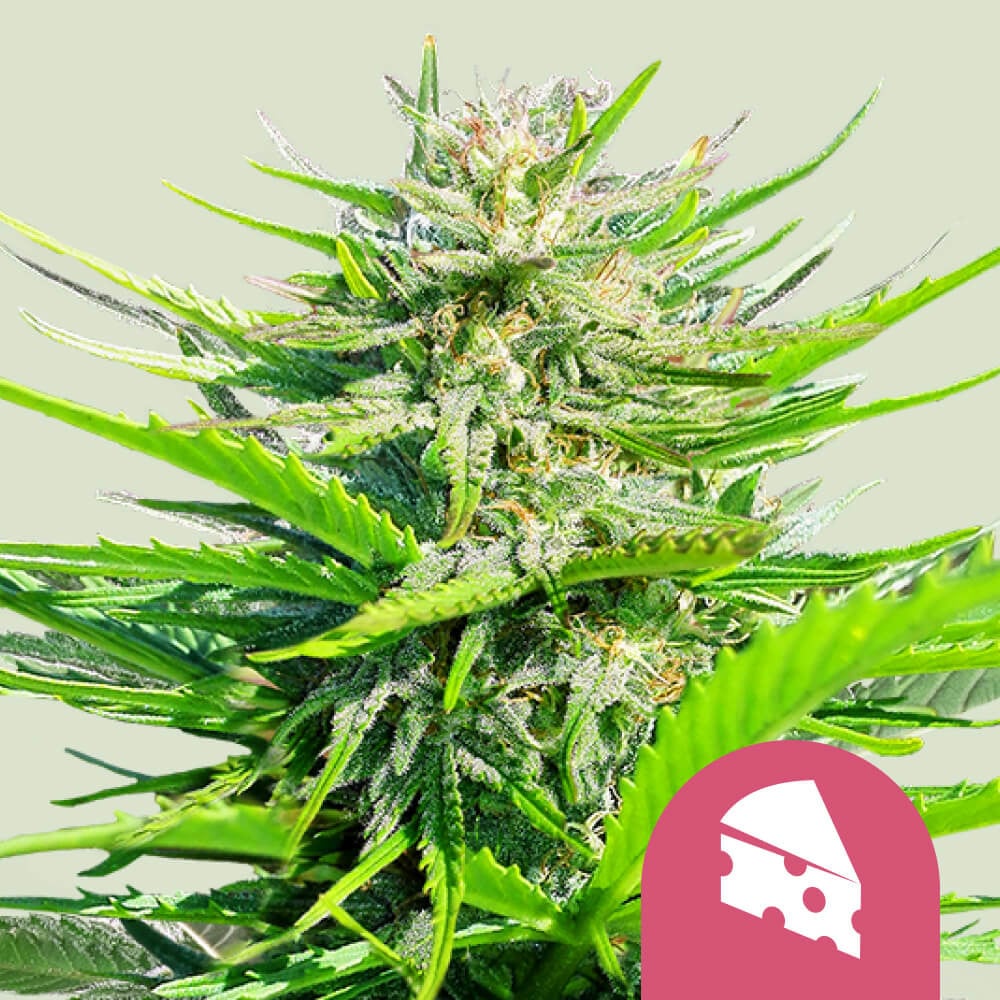 Royal Cheese (Fast Flowering) Strain 🧀 Cannabis Seeds - Royal Queen Seeds
