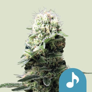 Painkiller XL Cannabis Seeds - Royal Queen Seeds Painkiller XL Cannabis Seeds - Royal Queen Seeds