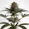 Dance World – Dancehall Strain Cannabis Seeds - Royal Queen Seeds