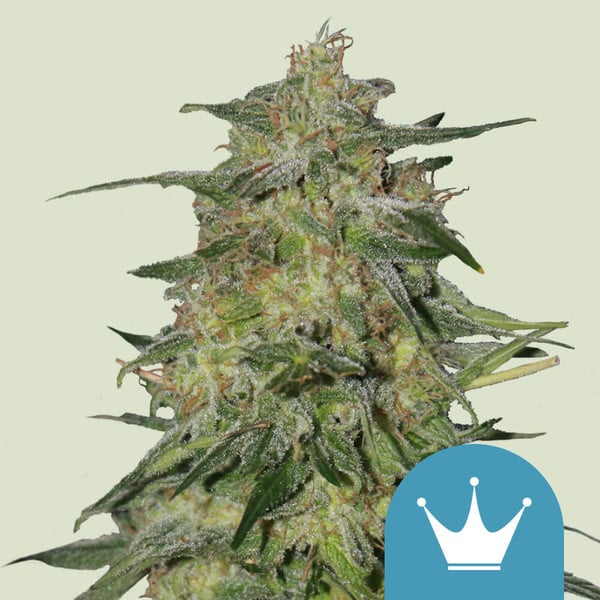 Feminized Cannabis Seeds - Royal Queen Seeds