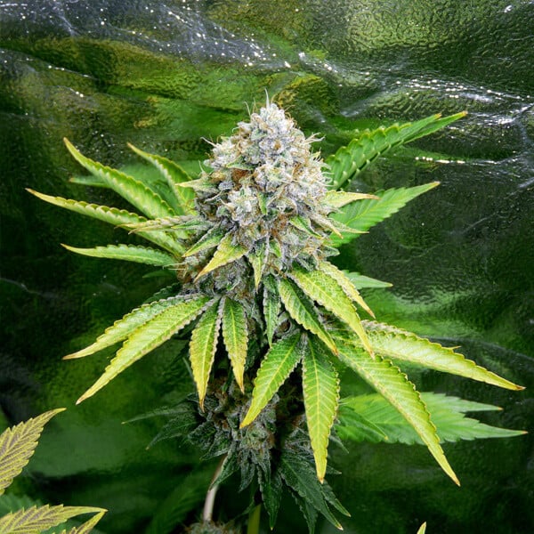 O.G. Kush Strain Marijuana Seeds - Royal Queen Seeds USA