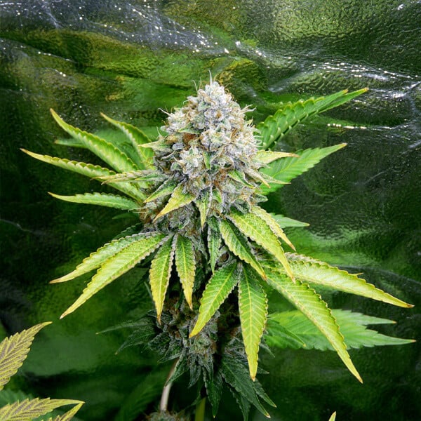 Description & info of promising feminized Godfather OG