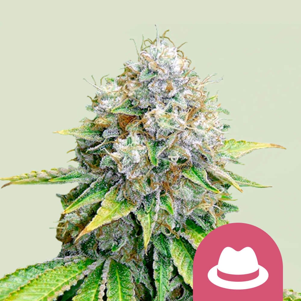 . Kush Strain Cannabis Seeds - Royal Queen Seeds