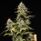 Royal Cheese Auto