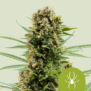 Northern Light Semi di Cannabis - Royal Queen Seeds