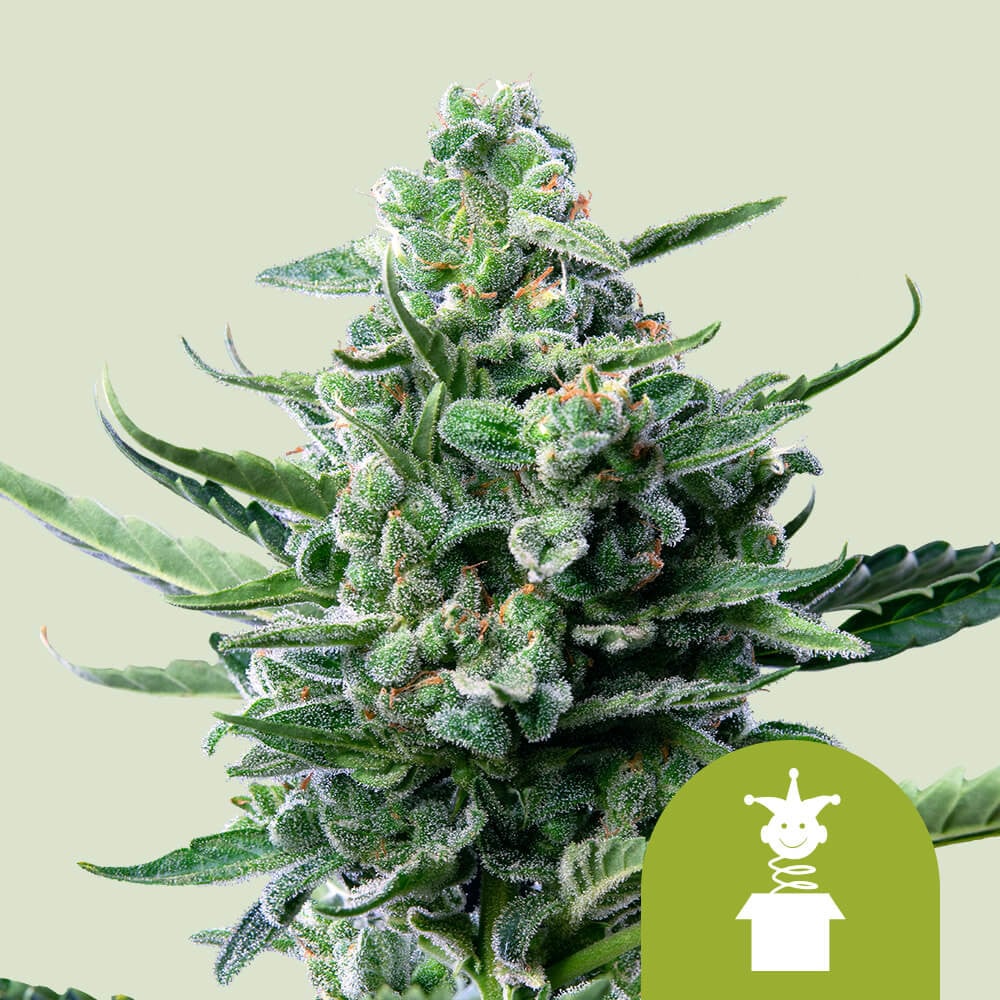 Royal Jack Herer Automatic Strain Cannabis Cannabis Seeds - Royal Queen  Seeds UK