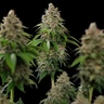 Bubblegum XL