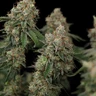Haze Berry