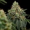 Haze Berry