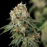 Haze Berry