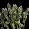 Haze Berry