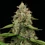 Honey Cream (Fast Flowering)