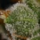 Honey Cream (Fast Flowering)