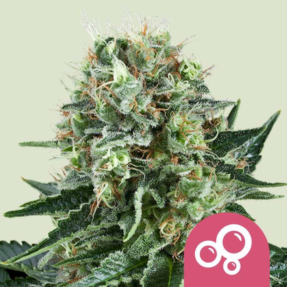 Buy Feminized Bubble Kush Cannabis Seeds Royal Queen Seeds