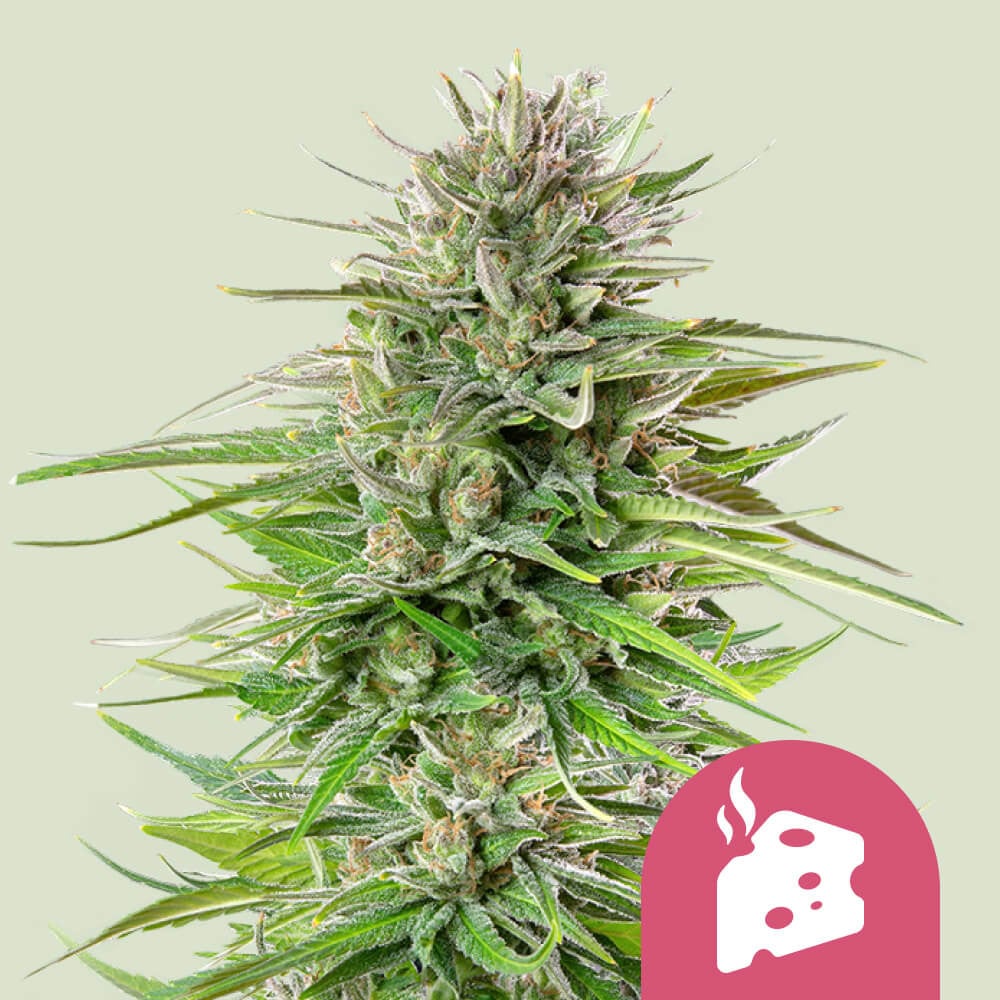 Get Blue Cheese Feminized Cannabis Seeds Royal Queen Seeds USA