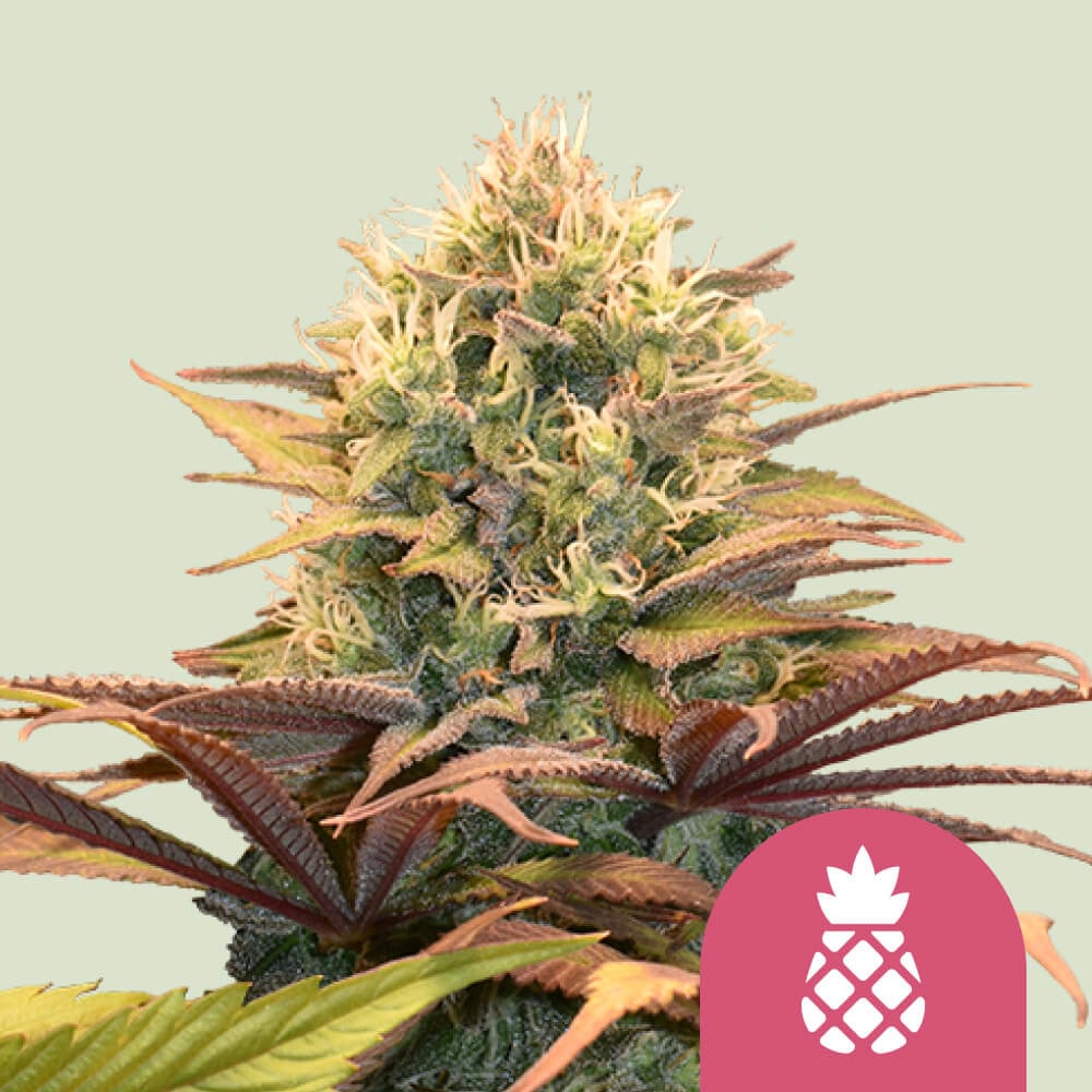 Pineapple Kush Terpenes (Solvent Free) // Extract Consultants