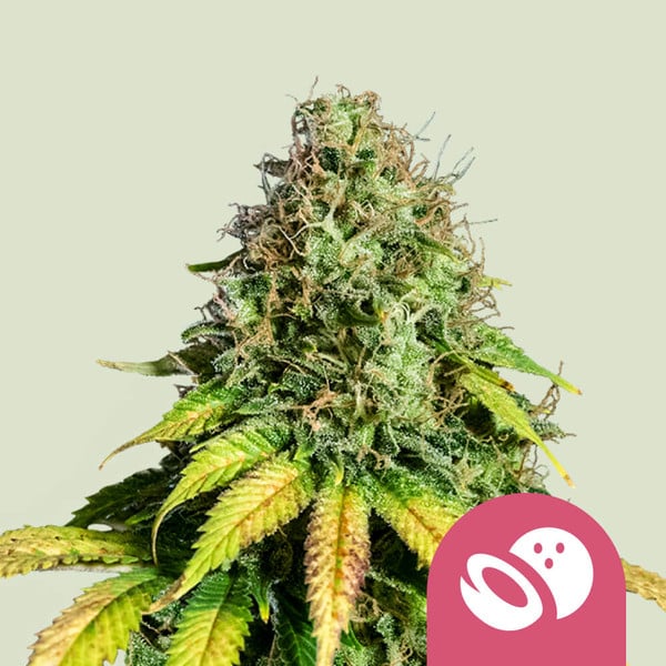 Somango XL Strain Cannabis Seeds - Royal Queen Seeds USA