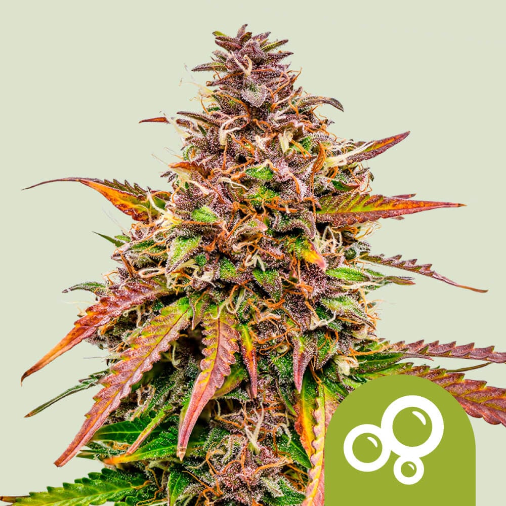 Buy Bubble Kush Auto Cannabis Seeds Royal Queen Seeds