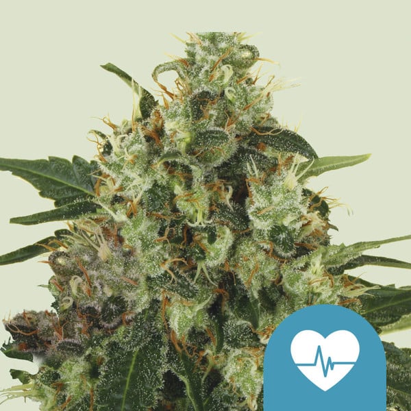 Critical Semillas de Marihuana - Royal Queen Seeds