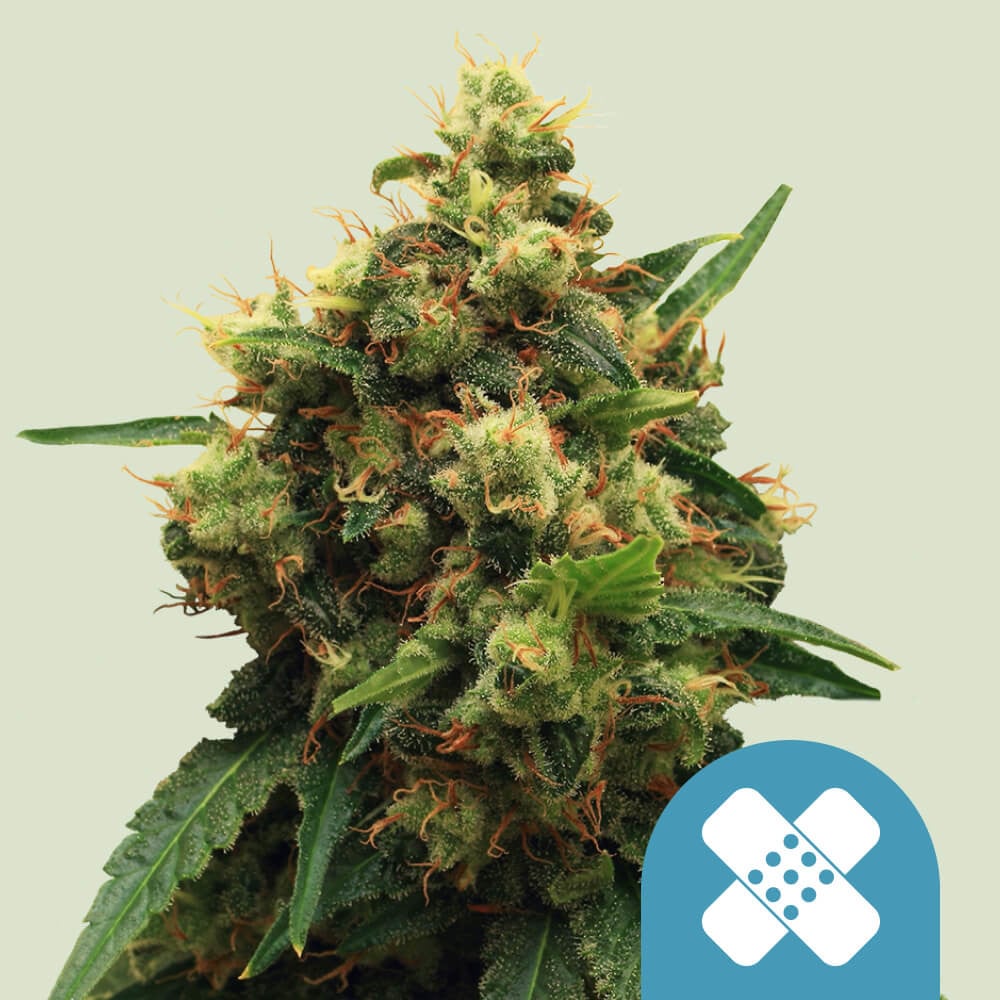 Buy Painkiller XL CBD Cannabis Seeds Royal Queen Seeds USA