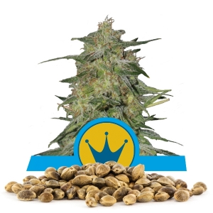Royal Highness Bulk Seeds