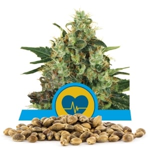 Medical Mass Bulk Seeds