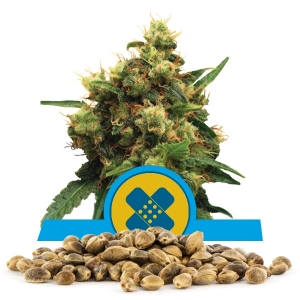 Painkiller XL Bulk Seeds