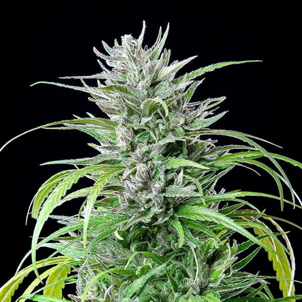 Kritický Kush