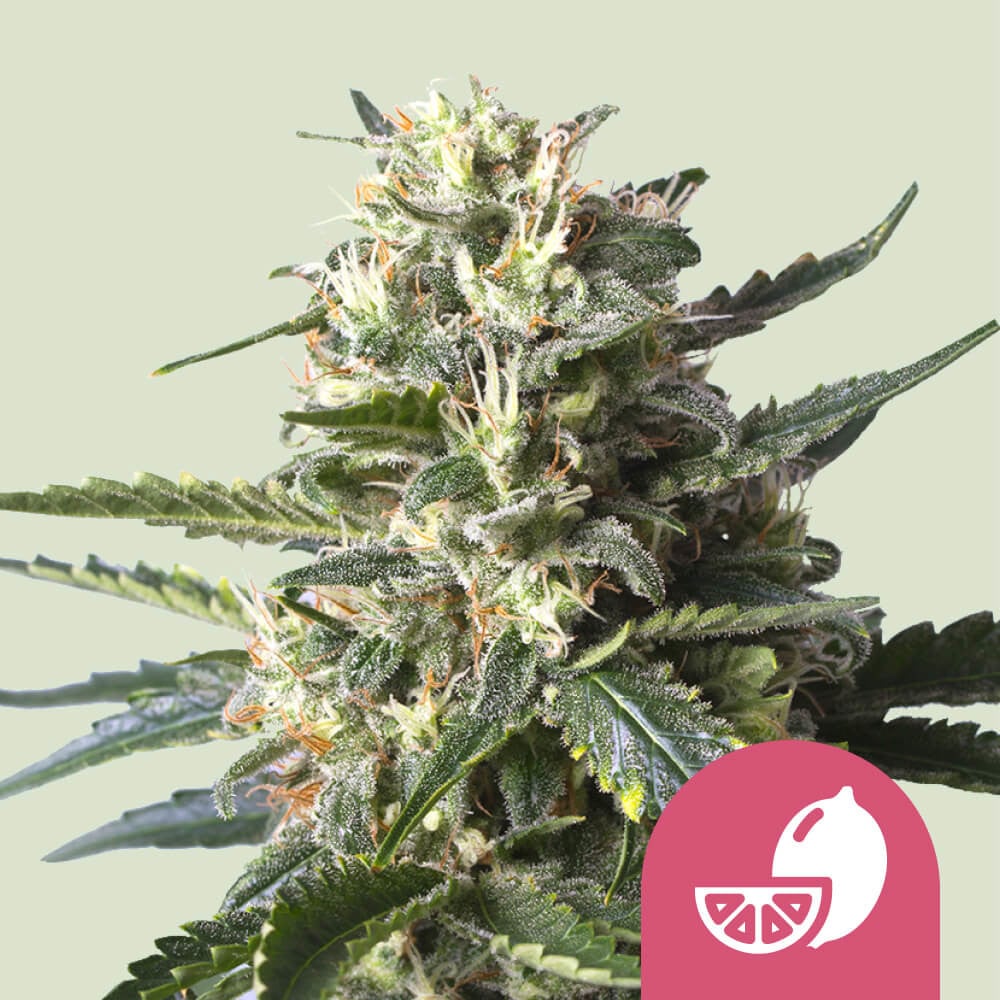 Buy Lemon Shining Silver Haze Feminized Marijuana Seeds
