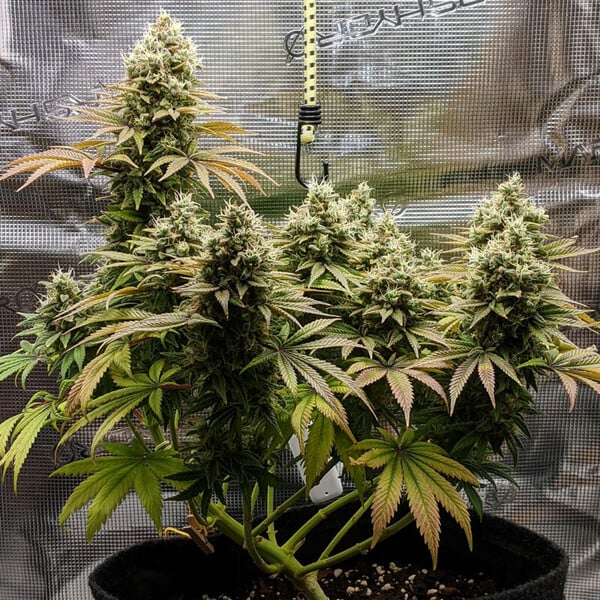Super Lemon Haze Cannabis Seeds – Royal King Seeds