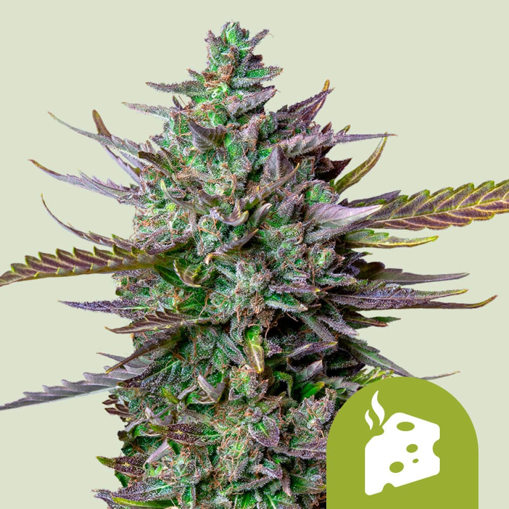 Buy Blue Cheese Auto Cannabis Seeds 🧀 Royal Queen Seeds