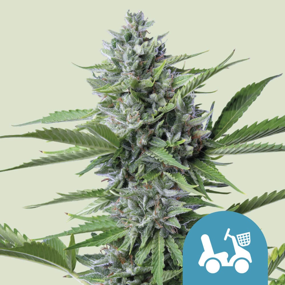 Buy Fast Eddy Auto CBD Cannabis Seeds Royal Queen Seeds