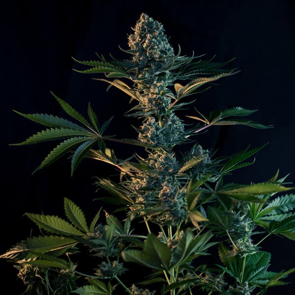 Royal Gorilla Glue Strain 🦍 Cannabis Seeds - Royal Queen Seeds USA