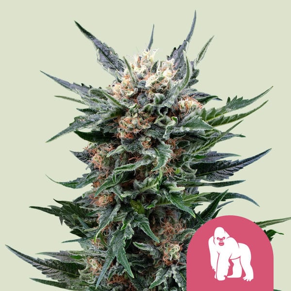 Royal Gorilla Glue Strain 🦍 Cannabis Seeds - Royal Queen Seeds USA