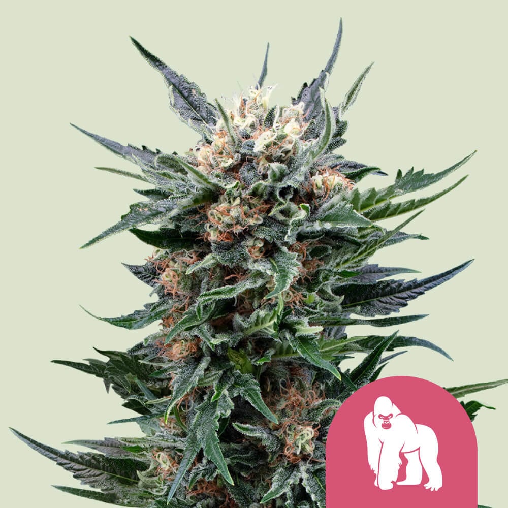 Royal Gorilla 🦍 Cannabis Seeds - Royal Queen Seeds