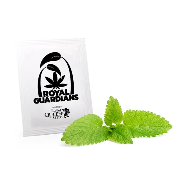 Voorstellen steeg Geelachtig Lemon Balm Companion Planting - Royal Queen Seeds