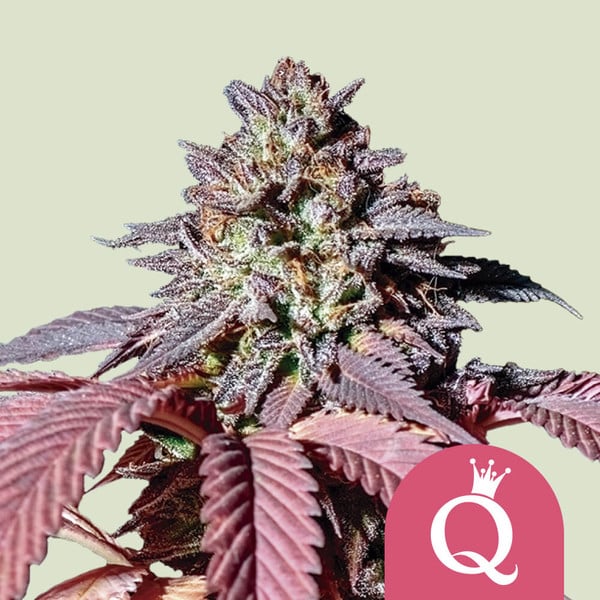 Kaufe Cannabis Samen von Royal Queen Seeds