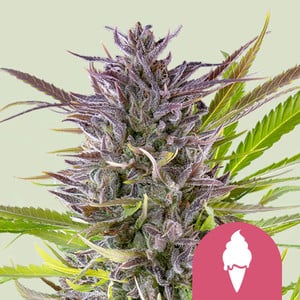 Feminized Cannabis Seeds - Royal Queen Seeds