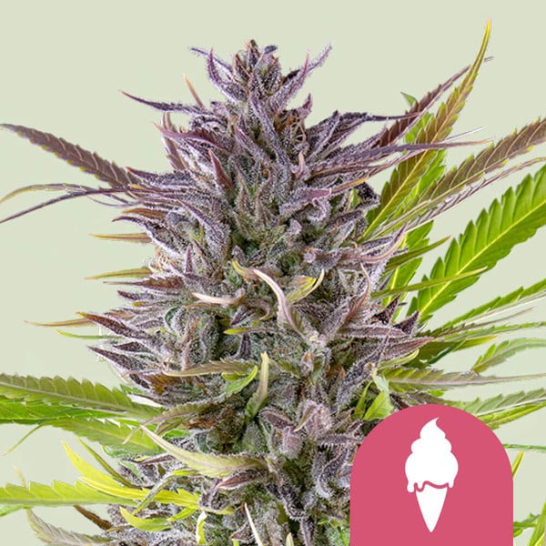 Zelené gelato