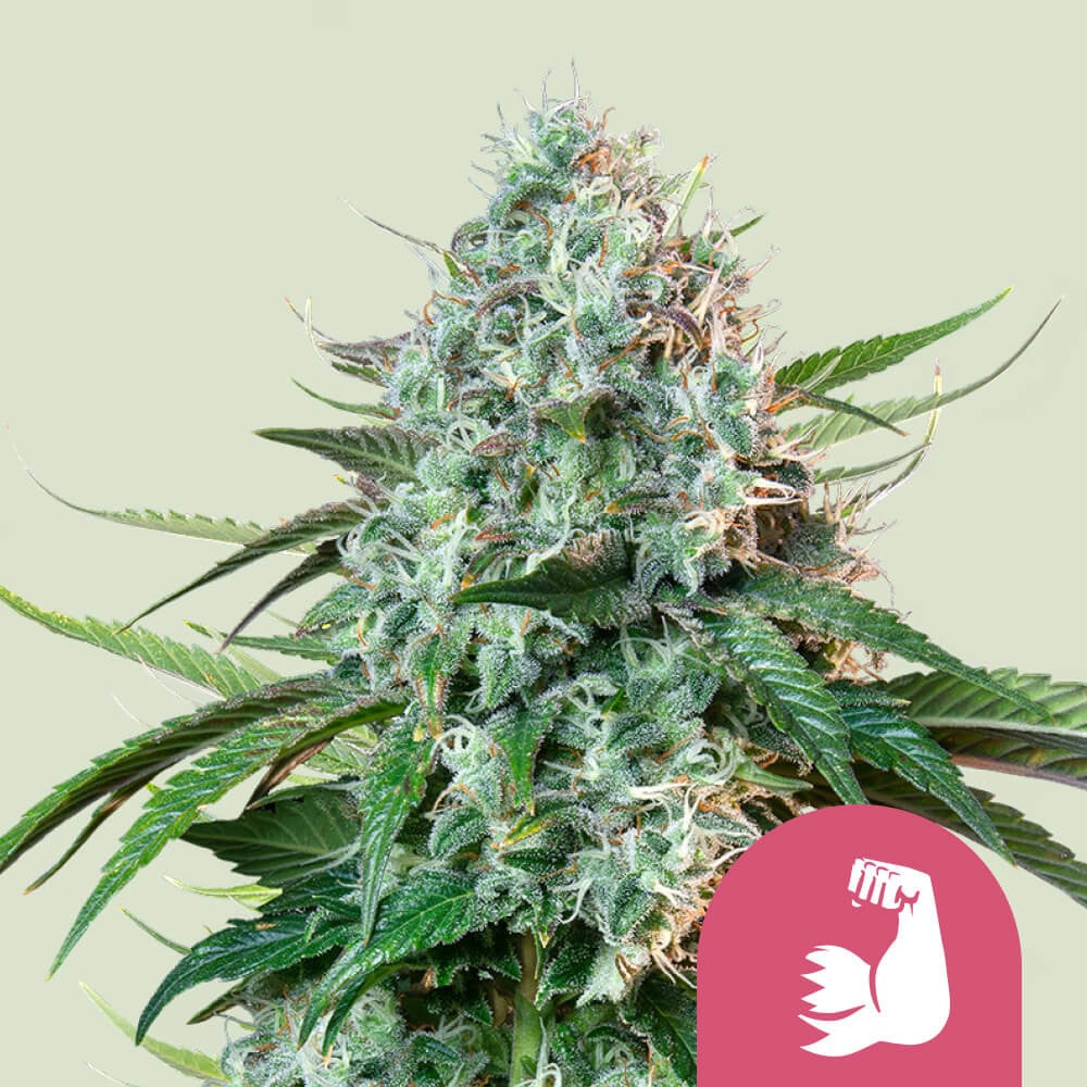 Queen Bruce Seeds HulkBerry Banner – Cannabis Strain Royal USA Seeds - 💪