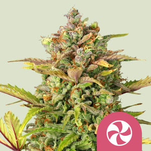 Semillas De Marihuana Gratis Y Más Regalos Con Tu Compra Online - Royal  Queen Seeds