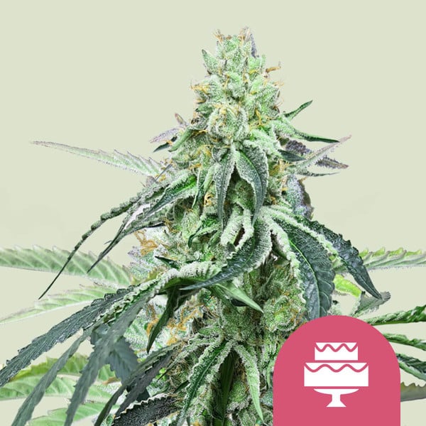 Blue Gelato Cannabis Seeds - Royal Queen Seeds