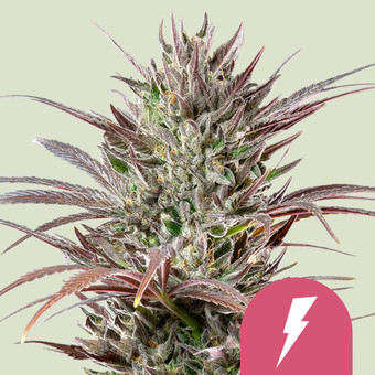 Kaufe Cannabis Samen von Royal Queen Seeds