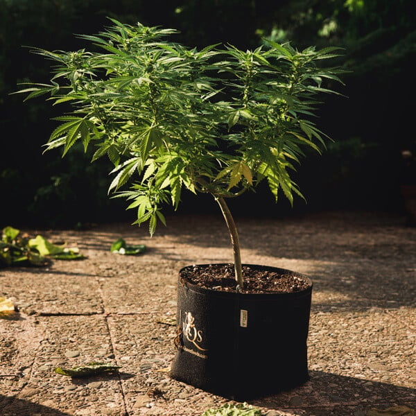 Home - Cannabis Fabric Pots