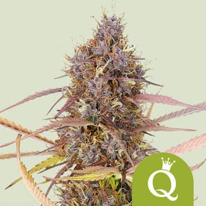 Royal Gorilla Glue Strain 🦍 Cannabis Seeds - Royal Queen Seeds