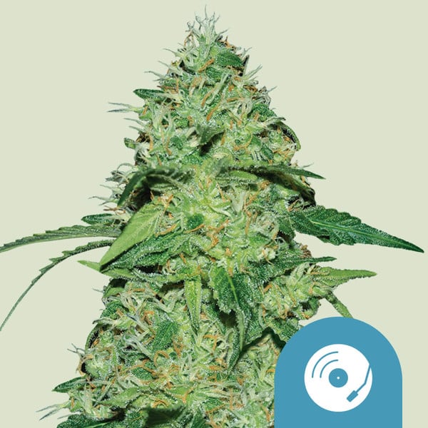 Kaufe Cannabis Samen von Royal Queen Seeds